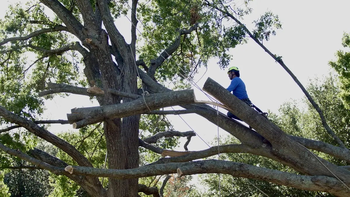 Professional Crown Thinning performed by certified arborists in Marshfield