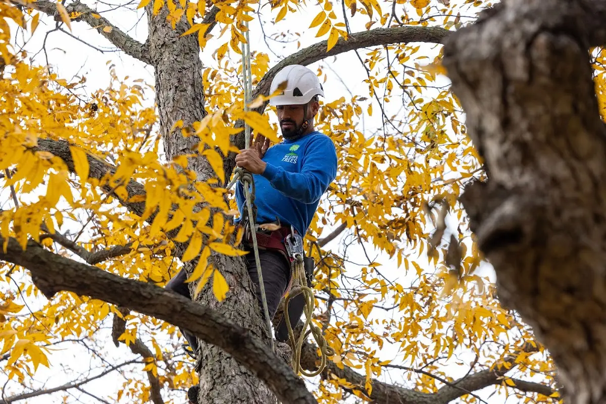 Skilled Tree Trimming crew working in Marshfield